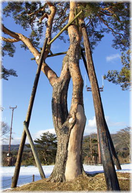 画像:陣場の松