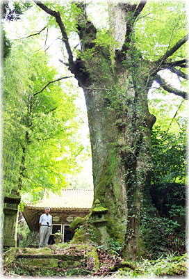 画像:浄土寺のケヤキ(幹と並ぶ)