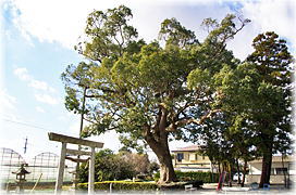 �摜�F�Z�g�_�Ђ̃N�X�m�L�i�S�i�j