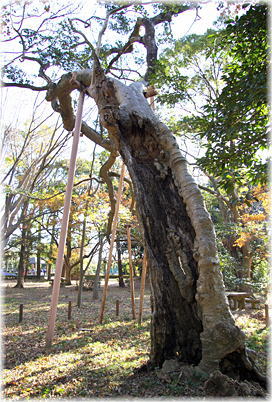 画像:甲塚のクロガネモチ(全景)