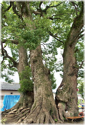 画像:亀坂神社のクスノキ