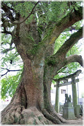 画像:上代阿蘇神社のクスノキ