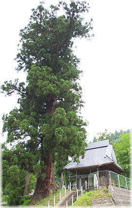 画像:上鰕池十二社のスギ(全景)