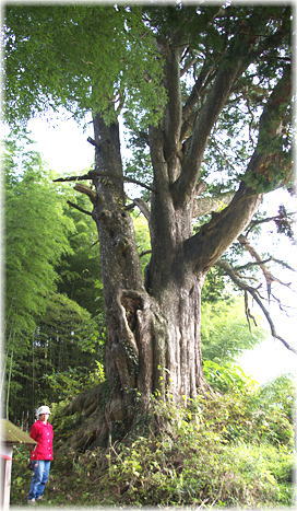 画像:上小山田のカヤ(幹と並ぶ)