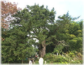 画像:上小山田のカヤ(全景)