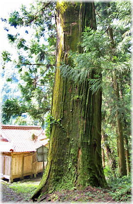 画像:上須川河内神社の大杉