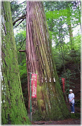 画像：金桜神社のスギB(幹と並ぶ）