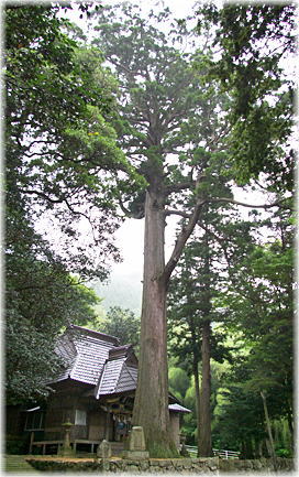 画像:片山天神のスギ(全景)