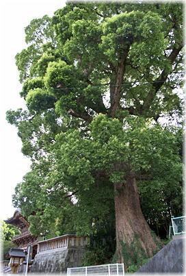 画像:健軍神社のクスノキ