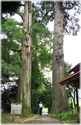 画像:吉部八幡宮のスギ(幹と並ぶ)
