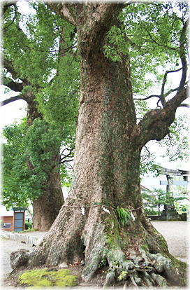 �摜�F��쏼���_�Ђ̃N�X�m�L