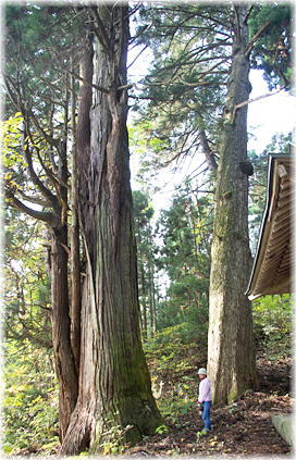 画像:北野神社のスギ(幹と並ぶ)