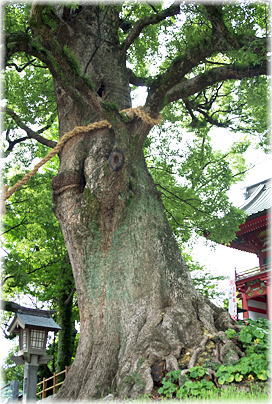 画像:北岡神社の夫婦楠(向かって右)