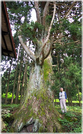 画像:切立白山神社の大杉(幹と並ぶ)