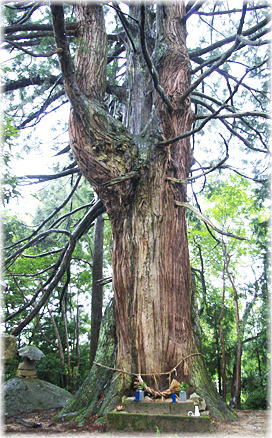 画像:小掛谷のスギ