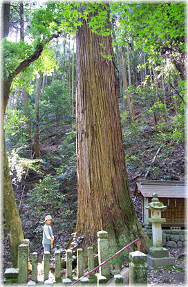 画像:高下東諏訪神社の大スギ(幹と並ぶ)