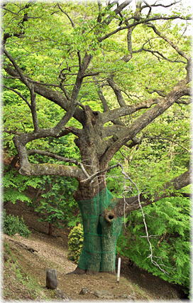 画像:口大屋の大アベマキ