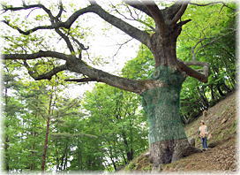 画像:口大屋の大アベマキ(幹と並ぶ)