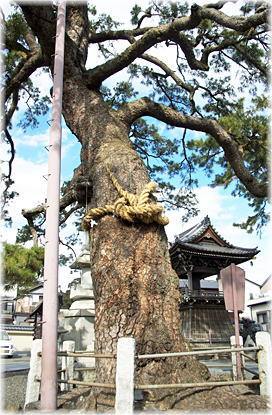 画像:久遠のマツ_1