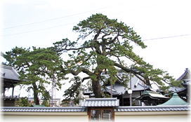 画像:久遠のマツ(遠景)
