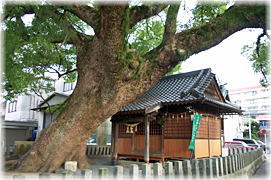 画像:黒髪菅原神社のクスノキ_2