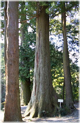画像:黒山熊野神社のスギ