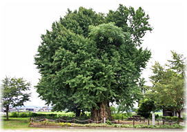 画像:来民の大イチョウ(全景)