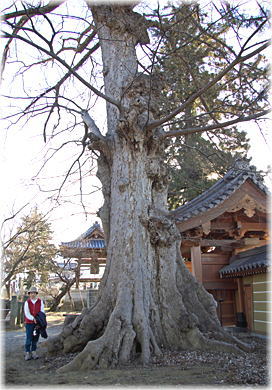 画像:萬福寺のムクノキ(幹と並ぶ)