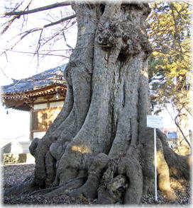 画像:萬福寺のムクノキ