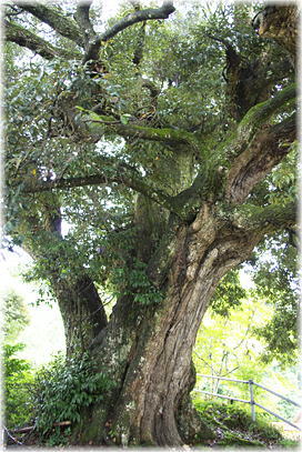 �摜�F�������̃X�_�W�C