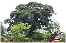 �摜�F�������̃X�_�W�C�i�S�i�j