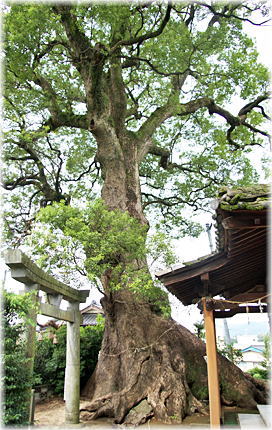 �摜�F����_�Ђ̃N�X�m�L