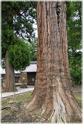 画像:見延北野神社の大杉 画像:見延北野神社の大杉