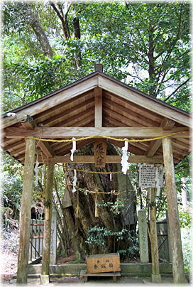 画像：盈岡神社のシイノキ