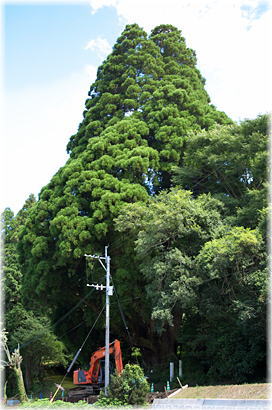 画像:地の神さんの杉(全景)