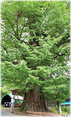 画像:宮園のイチョウ(幹と並ぶ)