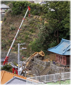 画像:諸石神社のイチョウ
