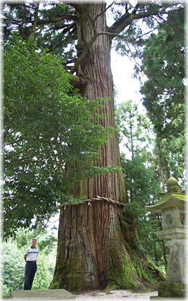画像:本宮神社の大杉(幹と並ぶ)