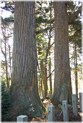 画像:本栖山神社の夫婦杉