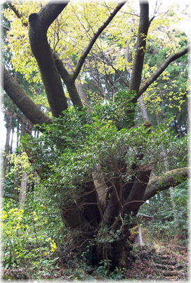 画像:向尾根のヤマザクラ