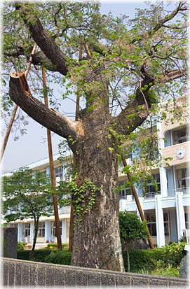 画像:睦合小学校のセンダン