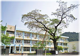 画像:睦合小学校のセンダン(全景)