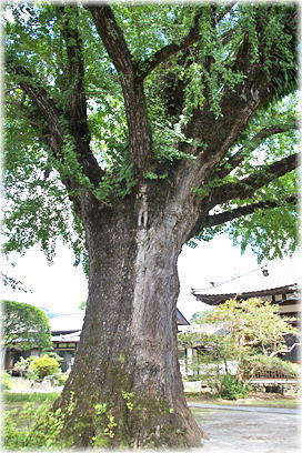 画像:明行寺の公孫樹