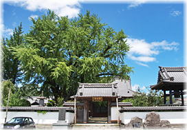 画像:明行寺の公孫樹(遠景)