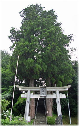 画像:長安本郷の八幡宮並木杉