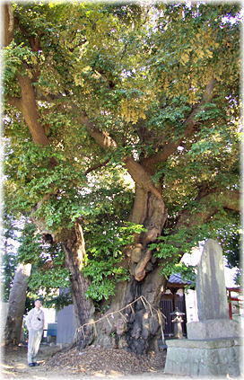 画像:七ツ森神社のスダジイ(幹と並ぶ)