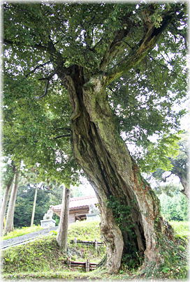 画像:諏訪神社のスダジイ