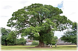 �摜�F��̊ۍL��̃N�X�m�L