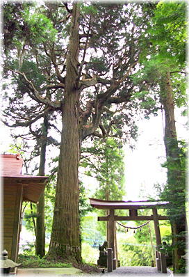 画像:二瀬本神社のスギ_1