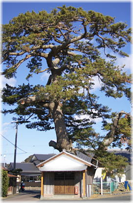 画像:西大渕大松